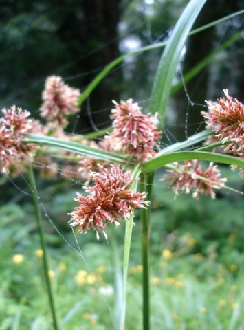 Cyperus solidus inflorescence